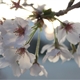 桜　sakura